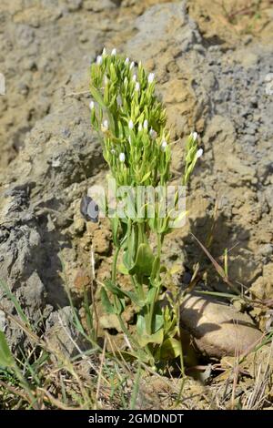 Centaury mince - Centaurium tenuiflorum Banque D'Images