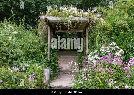 Les fleurs drapent et entourent une vieille pergola en bois dans le jardin Banque D'Images