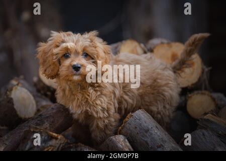 Mignon petit chiot Cavapoo debout sur des rondins Banque D'Images