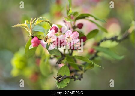 gros plan vue lumineuse sur les fleurs de crabe blanc et rose (Malus sylvestris). Campus universitaire florissant, Belfield, Dublin Banque D'Images