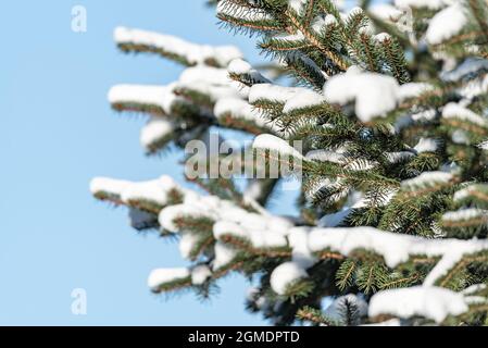 Hiver dans la forêt et neige blanche fraîche sur les branches vertes. Brindilles d'épinette sous la neige. Conifères recouverts de peluches blanches. Chute de neige. Banque D'Images