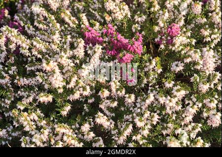 Magnifique fond de printemps de fleurs de bruyère blanches et violettes méditerranéennes (Erica Arborea) avec feuillage vert ressemblant à des aiguilles qui pousse et fleurit Banque D'Images