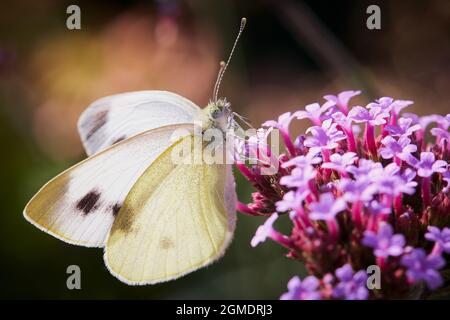 Pieris mannii - petit papillon blanc du sud assis sur un Verbena officinalis Banque D'Images