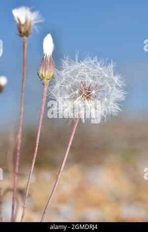 Barbe de faucon - Crepis foetida Banque D'Images