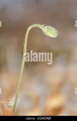 Barbe de faucon - Crepis foetida Banque D'Images