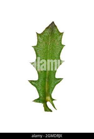 Barbe de faucon - Crepis foetida Banque D'Images