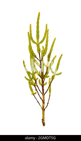 Jaune Glasswort - Salicornia fragilis Banque D'Images