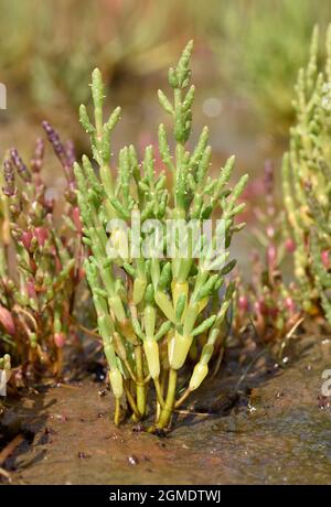 La salicorne Salicornia europaea - commun Banque D'Images