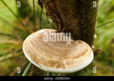 Champignons toxiques sur le tronc du vieux arbre recouvert de lichen vert dans la forêt d'automne avec une attention sélective sur fond flou. Forêt d'automne Banque D'Images