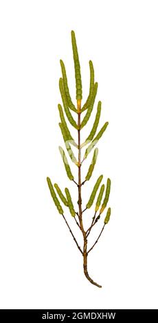 Jaune Glasswort - Salicornia fragilis Banque D'Images