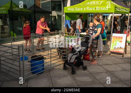 Une vue du stand pour aider à sauver Un brebis de pain arrière en face du centre du Forum Norwich Banque D'Images