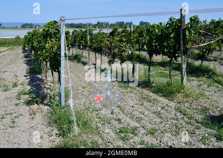 Autriche, Vines avec rubans colorés et une roue à pinson amusante protégée comme un moyen de dissuasion contre les dommages aux oiseaux dans le parc national Neusiedlersee-Seewinkel à Burg Banque D'Images