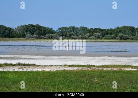 Autriche, parc national de Neusiedleree-Seewinkel au Burgenland dans les basses terres de Pannonian, destination d'excursion populaire avec paysage de steppe, zones humides, Banque D'Images