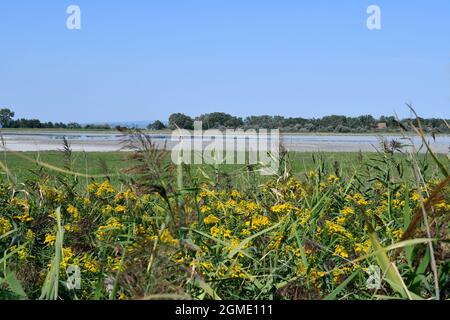 Autriche, parc national de Neusiedleree-Seewinkel au Burgenland dans les basses terres de Pannonian, destination d'excursion populaire avec paysage de steppe, zones humides, Banque D'Images