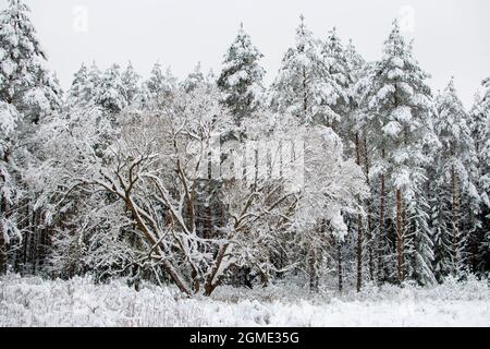 Paysage d'hiver. Arbres enneigés. Forêt de conifères recouverte de neige hivernale Banque D'Images