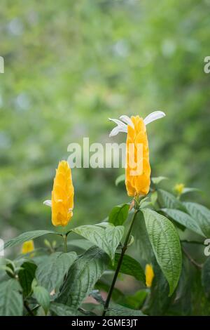 crevettes d'or, pachystachys lutea, fleurs de bractées jaune vif avec ailes blanches, connues sous le nom de bougie dorée ou plante de lollypop, dans le jardin Banque D'Images