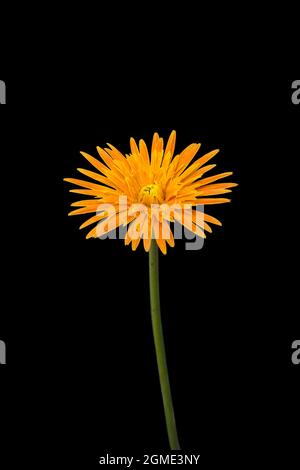 fleur de gerbera orange vif isolée sur fond noir, fleurs sri lankaises Banque D'Images