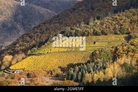 Vignoble à flanc de colline près de la Moselle qui devient jaune à l'automne par une journée ensoleillée en Allemagne. Banque D'Images