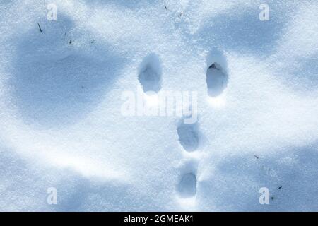 Empreintes d'animaux dans la neige, froid hiver de chasse concept. Banque D'Images