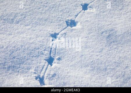 Empreintes d'animaux dans la neige, froid hiver de chasse concept. Banque D'Images