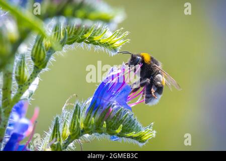 Libre de Bombus terrestris, le buff-tailed bumblebee ou gros bourdon de la terre, l'alimentation nectar de fleurs roses Banque D'Images