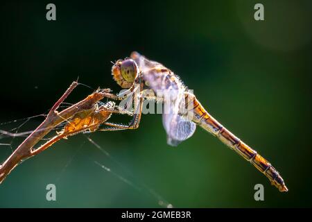 Vue d'un commun Darter, Sympetrum striolatum, femelle avec ses ailes s'étaler il sèche ses ailes dans le début, lumière chaude du soleil Banque D'Images