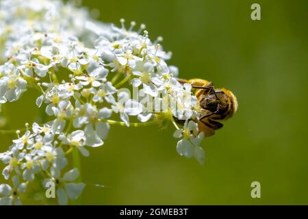 Gros plan d'un Lasioglossum calceatum, une espèce palearctique d'abeille sueur Banque D'Images