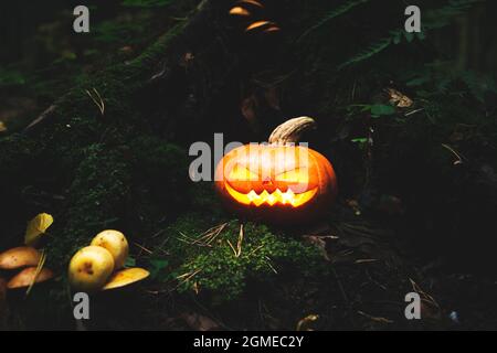 Lanterne de Jack dans une forêt mystique effrayante. Citrouille sculptée. Arrière-plan de Halloween. Banque D'Images