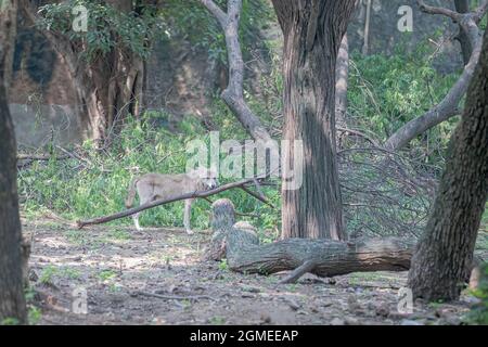 Loup debout près d'un arbre Banque D'Images