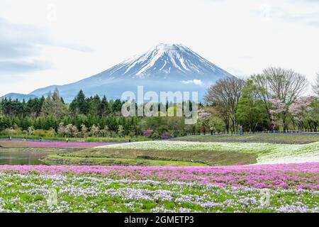 FUJIKAWAGUCHIKO, JAPON – 27 AVRIL 2018 : festival de la mousse rose ou du champ de fleurs de Shibazakura avec un fond de Fuji Mountain dans un ciel peu nuageux et certains à Banque D'Images