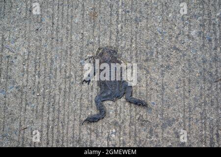 Mort sèche crapaud plat ou grenouille sur la route du ciment par accident de voiture Banque D'Images