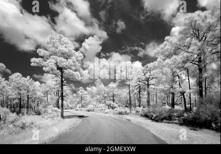 Image rouge infrarouge B&W de Webb Lake Road dans la zone de gestion de la faune de Babcock Webb à Punta Gorda, Floride, États-Unis Banque D'Images