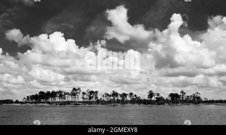 Noir et blanc du lac Webb dans la zone de gestion de la faune de Babcok Webb à Punta Gorda, Floride, États-Unis Banque D'Images