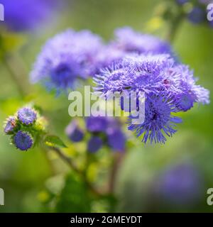 Macro image de fleurs d'Ageratum bleu. Mise au point sélective. Photographie d'art Banque D'Images