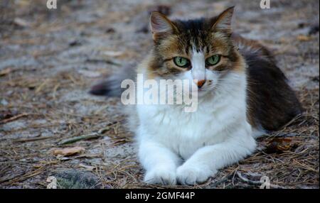 Un chat sauvage tricolore dans la forêt se trouve sur les aiguilles. Le chat de la forêt est assis en anticipation de la proie. Chasse au chat dans la forêt Banque D'Images