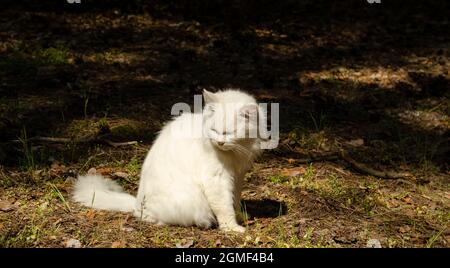 Un chat blanc dans la forêt se trouve sur les aiguilles. Le chat se couche au soleil à l'extérieur. Autres animaux de compagnie. Animaux domestiques dans la nature Banque D'Images