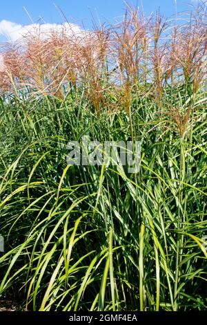 Miscanthus sinensis 'Positano' jardin herbe haute Banque D'Images