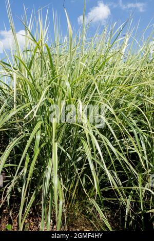 Herbe de zèbre Miscanthus sinensis 'Rigoletto' herbe d'argent Banque D'Images