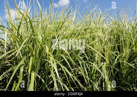 Herbe de zèbre Miscanthus sinensis 'Rigoletto' herbe d'argent Banque D'Images