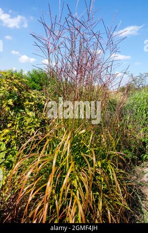 Miscanthus 'Ghana' Banque D'Images