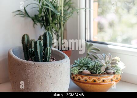 Une fenêtre avec des cactus en pot, des succulents et des plantes vertes sur la fenêtre, un jour ensoleillé, des plantes de maison populaires Banque D'Images