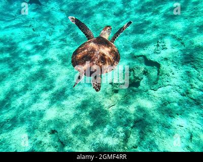 Tortue de mer, faune, Chypre, Protaras, Mer méditerranée, Europe Banque D'Images