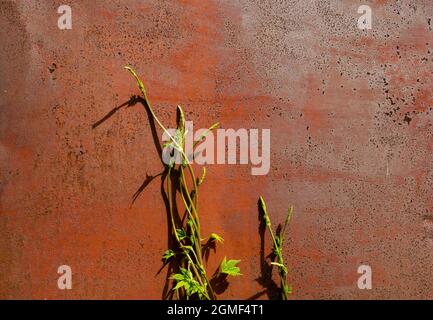 La plante pousse d'en dessous et monte le mur rouge rouillé. Le concept de survie, la douleur pour l'existence, la force de la nature, l'invincibilité d'un vivant o Banque D'Images