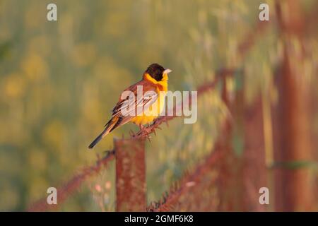 Un mâle à tête noire Bunting (Emberiza melanocephala) au printemps sur l'île grecque de Lesvos Banque D'Images