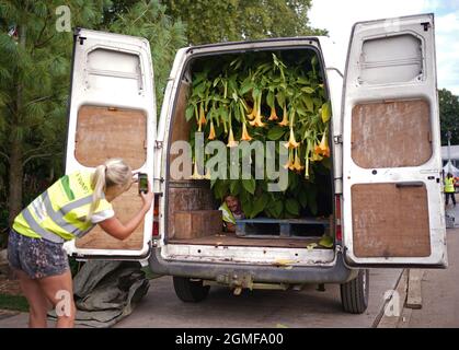 Un travailleur a pris sa photo après avoir conduit une grande usine à l'arrière d'une fourgonnette, lors d'une journée de construction avant le RHS Chelsea Flower Show, qui ouvre au Royal Hospital Chelsea à Londres la semaine prochaine. Date de la photo: Samedi 18 septembre 2021. Banque D'Images