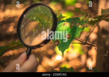 Biologiste scientifique examine les maladies des feuilles et d'autres problèmes environnementaux avec la loupe Banque D'Images