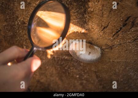 Biologiste scientifique examine les maladies des champignons et d'autres problèmes environnementaux avec la loupe Banque D'Images