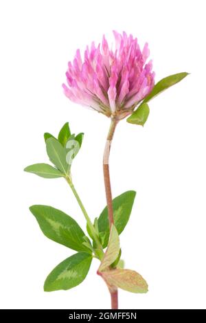 Fleur de trèfle sur une tige avec des feuilles vertes, isolée sur fond blanc. Trifolium pratense. Banque D'Images