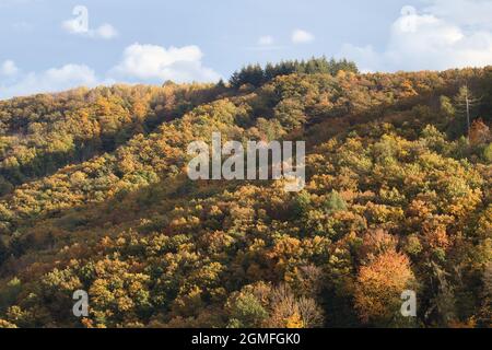 Ombres tombant sur des arbres colorés lors d'un jour d'automne en Rhénanie Palatinat, Allemagne près de Cochem. Banque D'Images