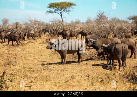 Un troupeau de buffles du Cap debout dans le Bush africain. Banque D'Images